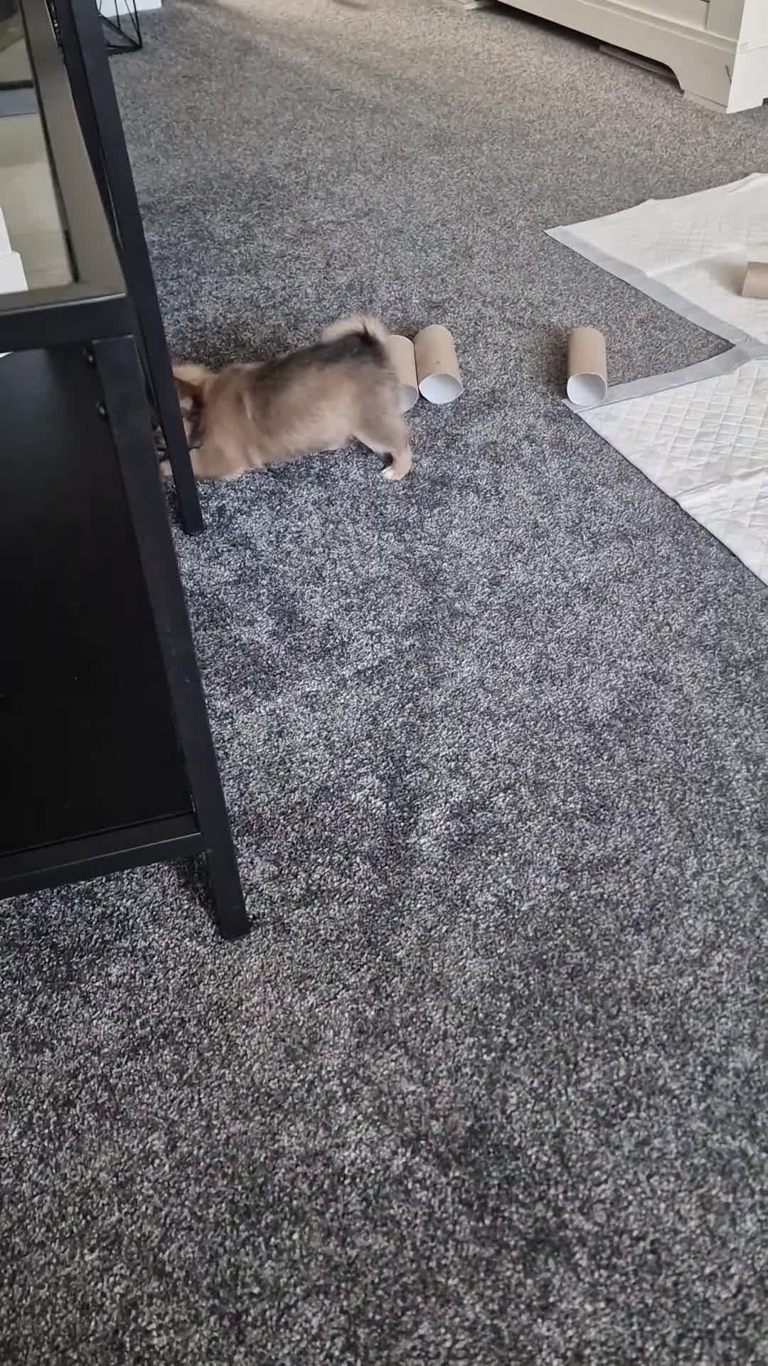 Chihuahua dogs for sale: **READY NOW** ONE left!! Beautiful Ebony.. 🥰🥰 ** - Video 3