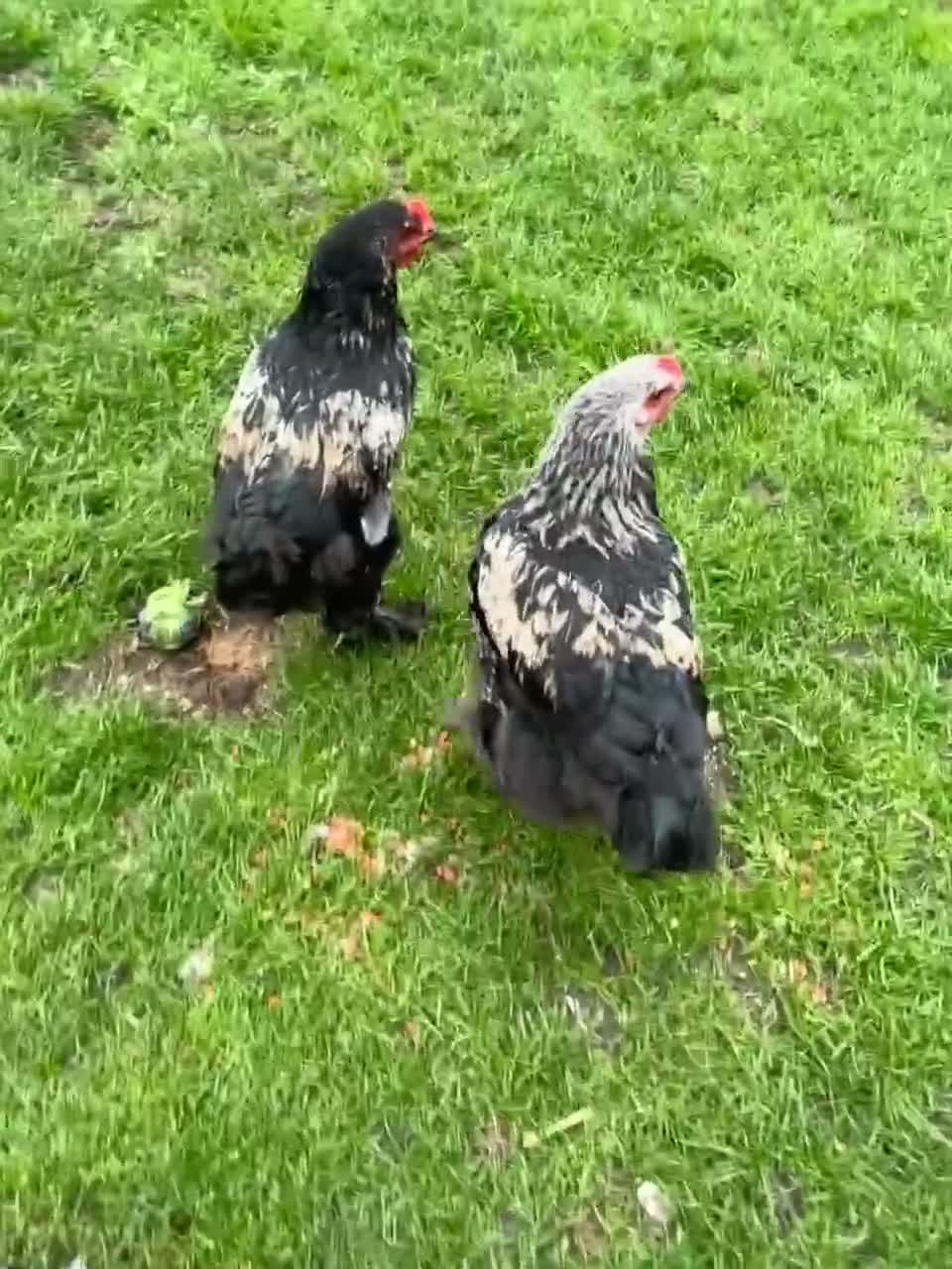 Chickens poultry for sale: : beautiful birdnd ,, inky I’m.  Sad but add km  - Video 1