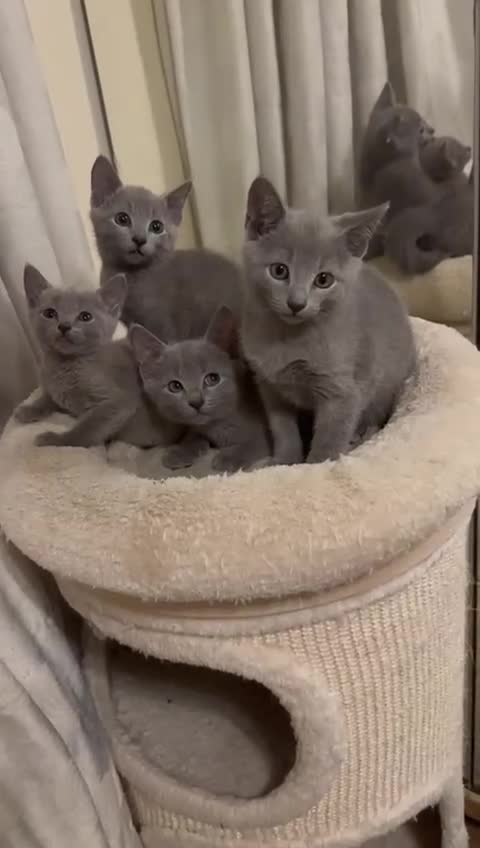 Russian Blue cats for sale: Gorgeous Russian Blue Kittens - Video 1