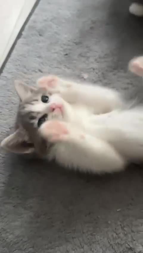Mixed Breed cats for sale: Kittens - Video 1