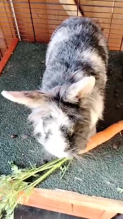 Lionhead rabbits for sale: Male Lionhead Rabbit | Neutered in Telford - Video 3