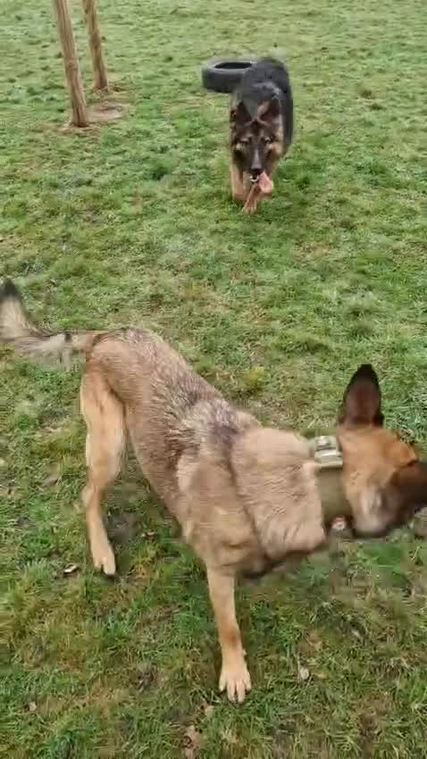 Mixed Breed dogs for adoption: 💙BRUNO💙- Yours And Your Other Dog Best Friend in Woking - Video 3