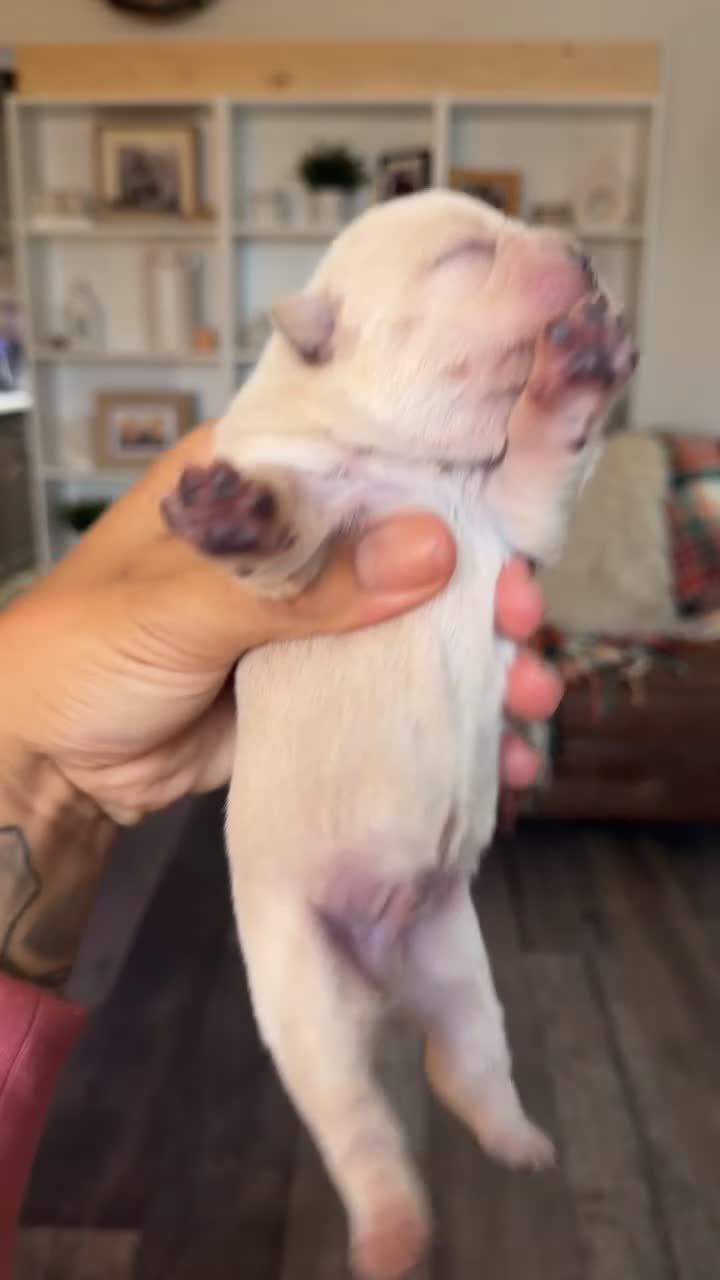 Chow Chow dogs for sale: French chows  - Video 2