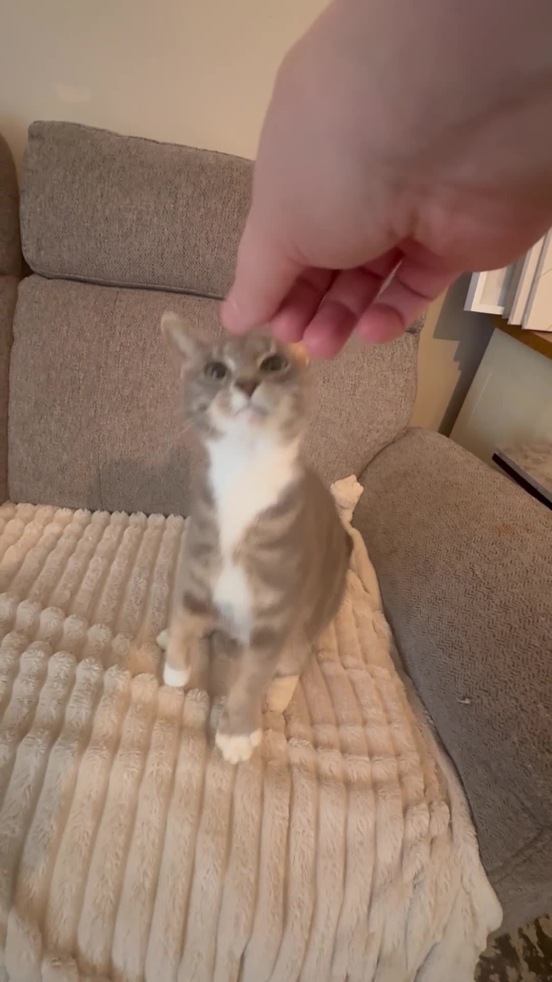 Domestic Shorthair cats for sale: Beautiful mixed breed kittens  in Jarrow - Video 3