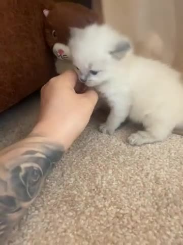 Ragdoll cats for sale: Blue and seal point ragdolls ❤️ - Video 2