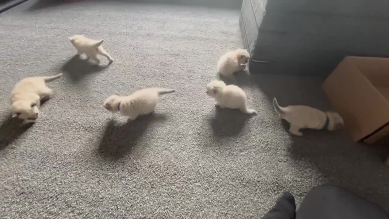 Ragdoll cats for sale: Ragdoll kittens - Video 1
