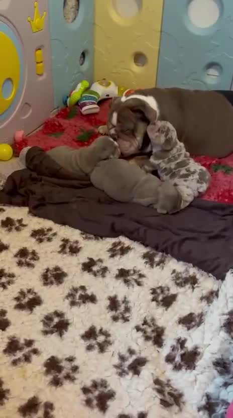 English Bulldog dogs for sale: English Bulldog Pups Fully health Tested Parents  - Video 3