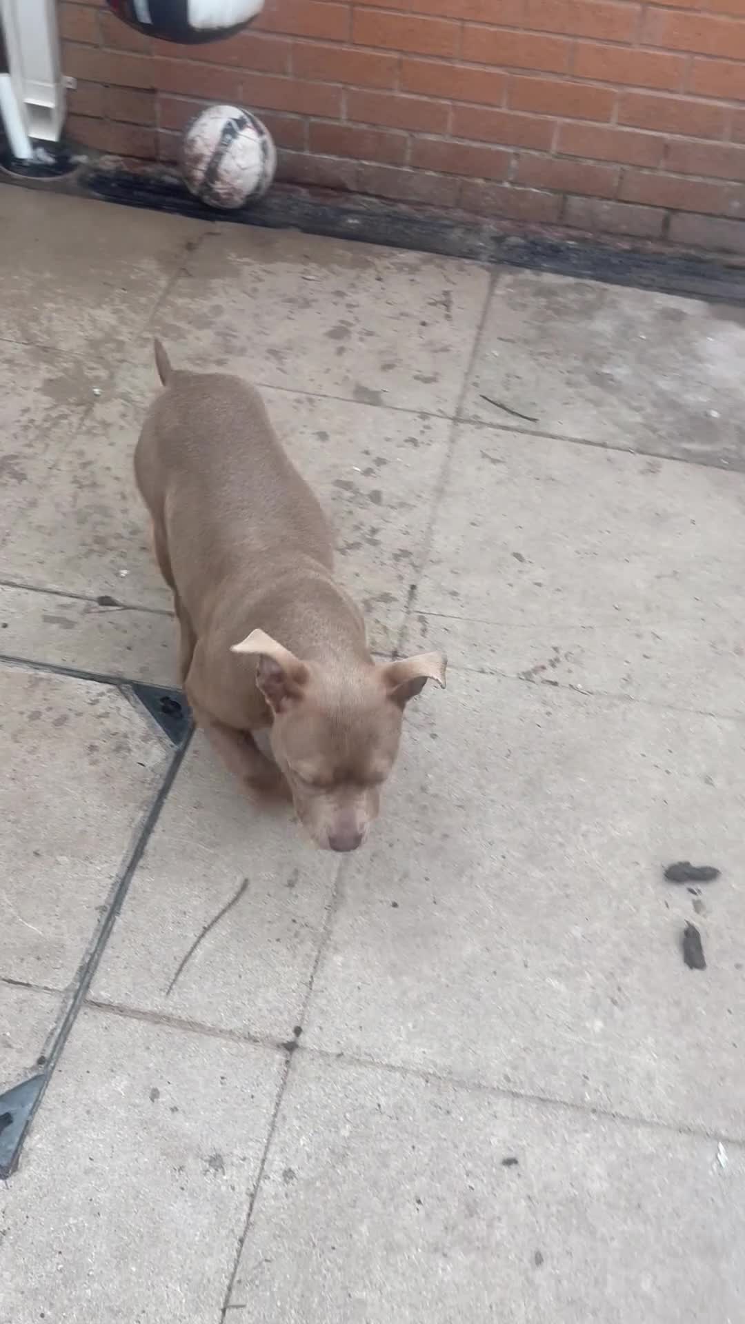 American Bully dogs for sale: * POCKET BULLY * - Video 1