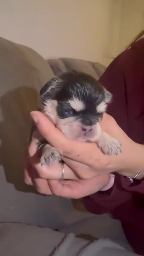 French Bulldog dogs for sale: ⭐️KC registered 2 WEEKS OLD litter of EA Husky⭐️ - Video 2