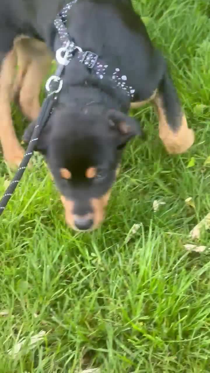 Mixed Breed dogs for sale: Female puppies  - Video 3