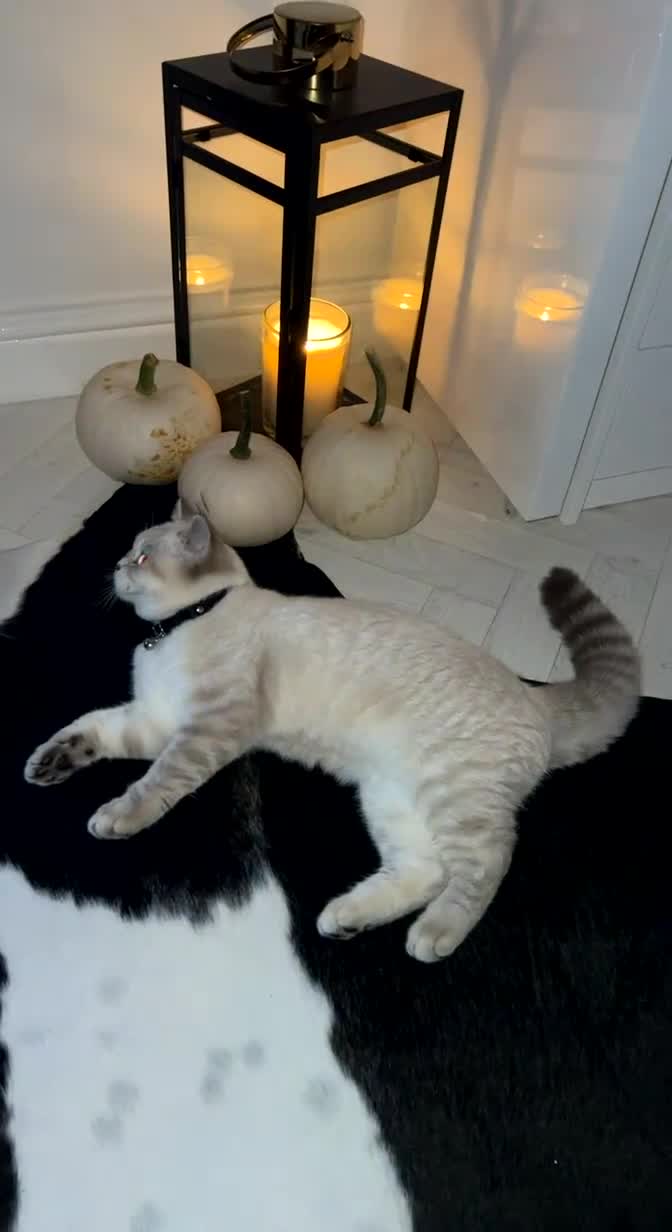 British Shorthair cats for sale: Lilac Point BSH Girl - Video 1