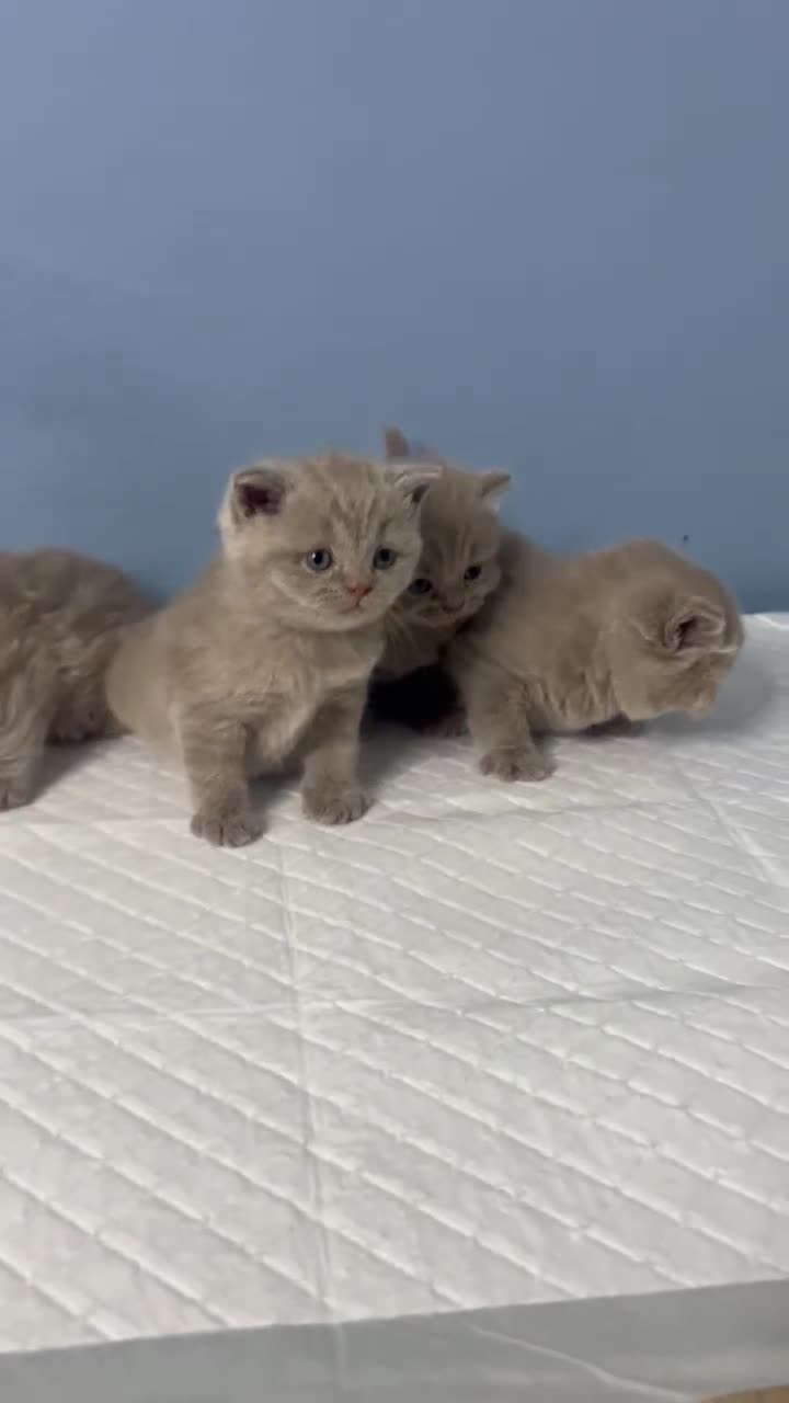 British Shorthair cats for sale: 🐱Adorable Rare Lilac British Shorthair Kittens - Video 1