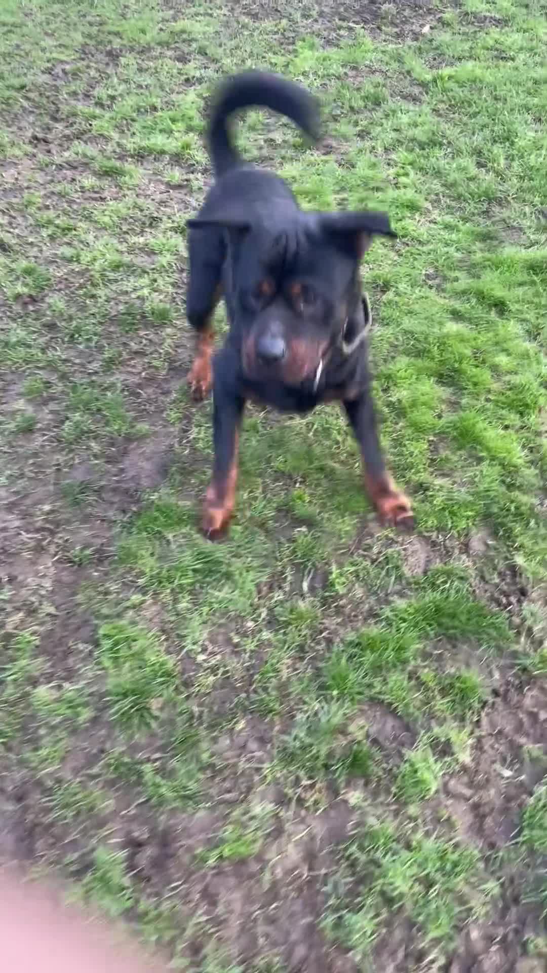 Mixed Breed dogs for sale: Zeus  - Video 1