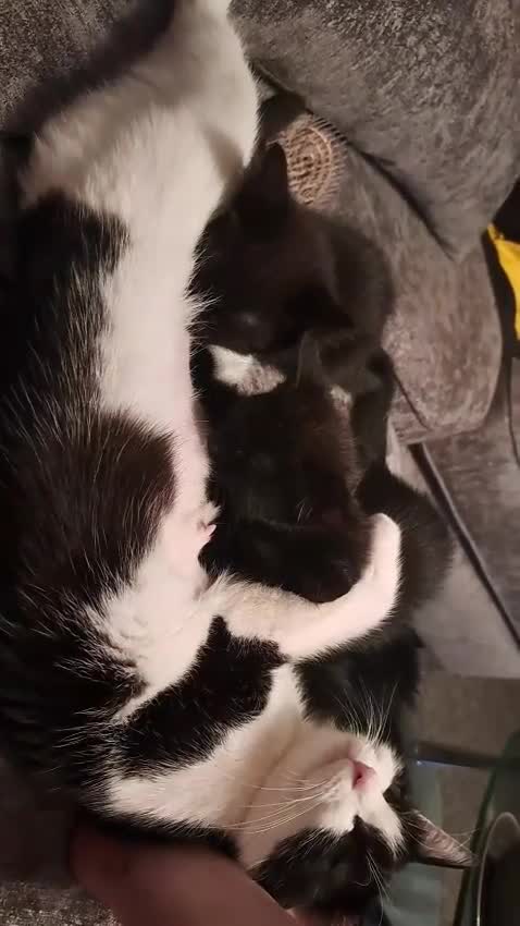 Mixed Breed cats for sale: 3 GORGEOUS kittens for sale  - Video 2