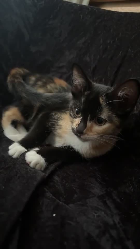 Domestic Shorthair cats for sale: Selling domestic shorthair kittens in Southall - Video 1