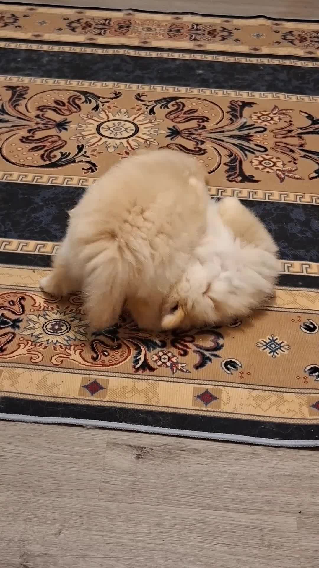 Pomeranian dogs for sale: 2 pomeranian puppies - Video 1