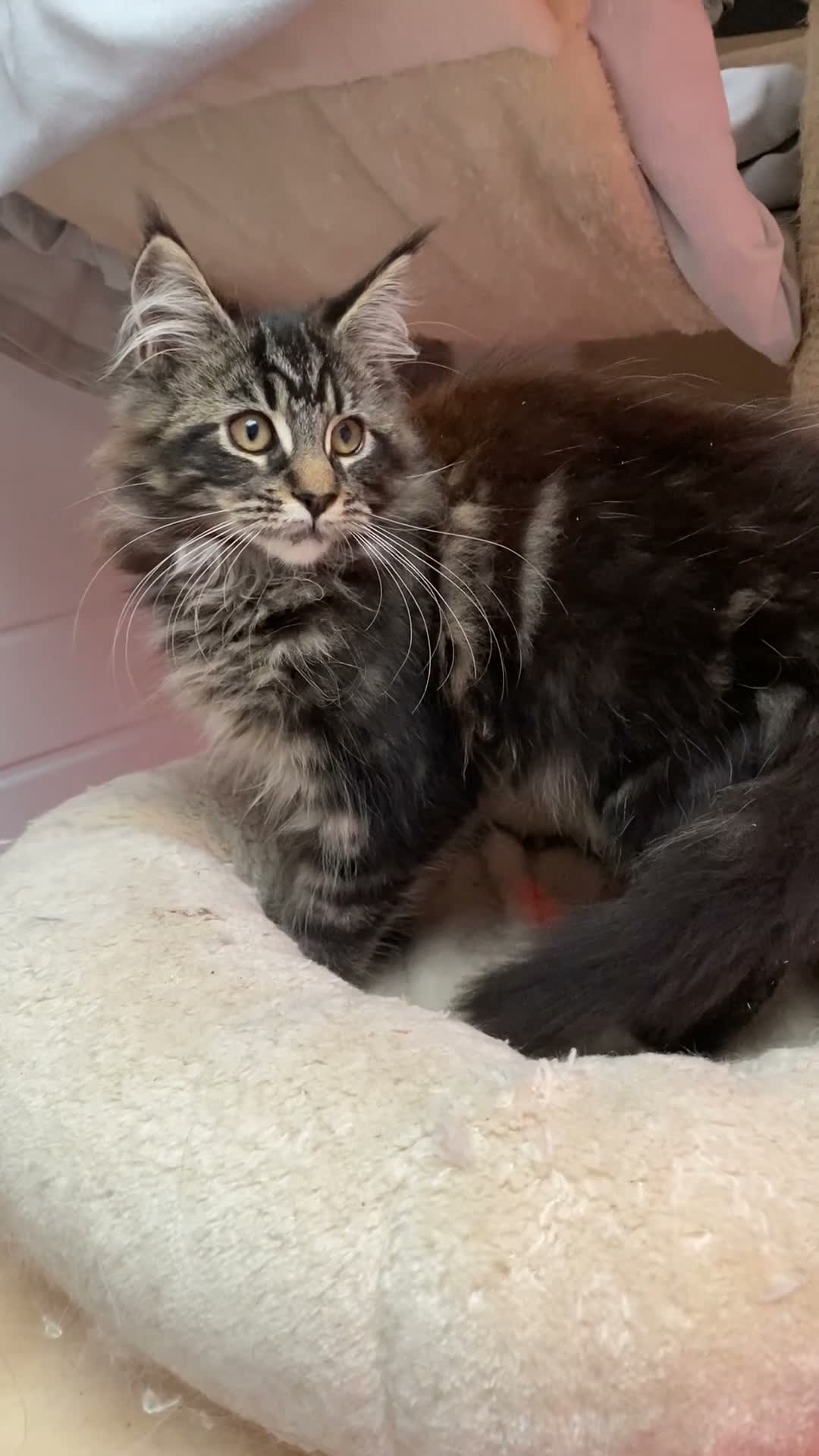 Maine Coon cats for sale: GCCF registered Maine coons - Video 1