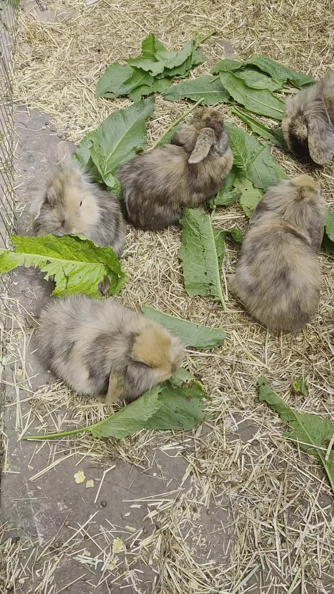 Mini Lion Lop rabbits for sale: 4 lionhead lops for sale - Video 2