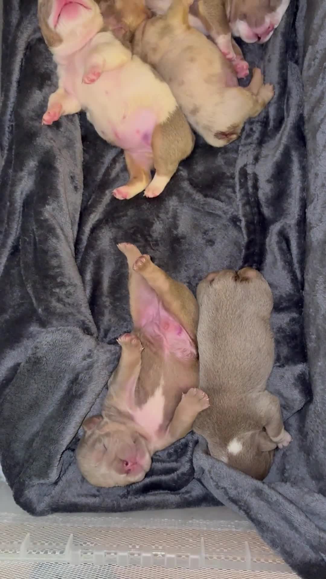 English Bulldog dogs for sale: 7 gorgeous mr muscles puppies looking for a home  - Video 1