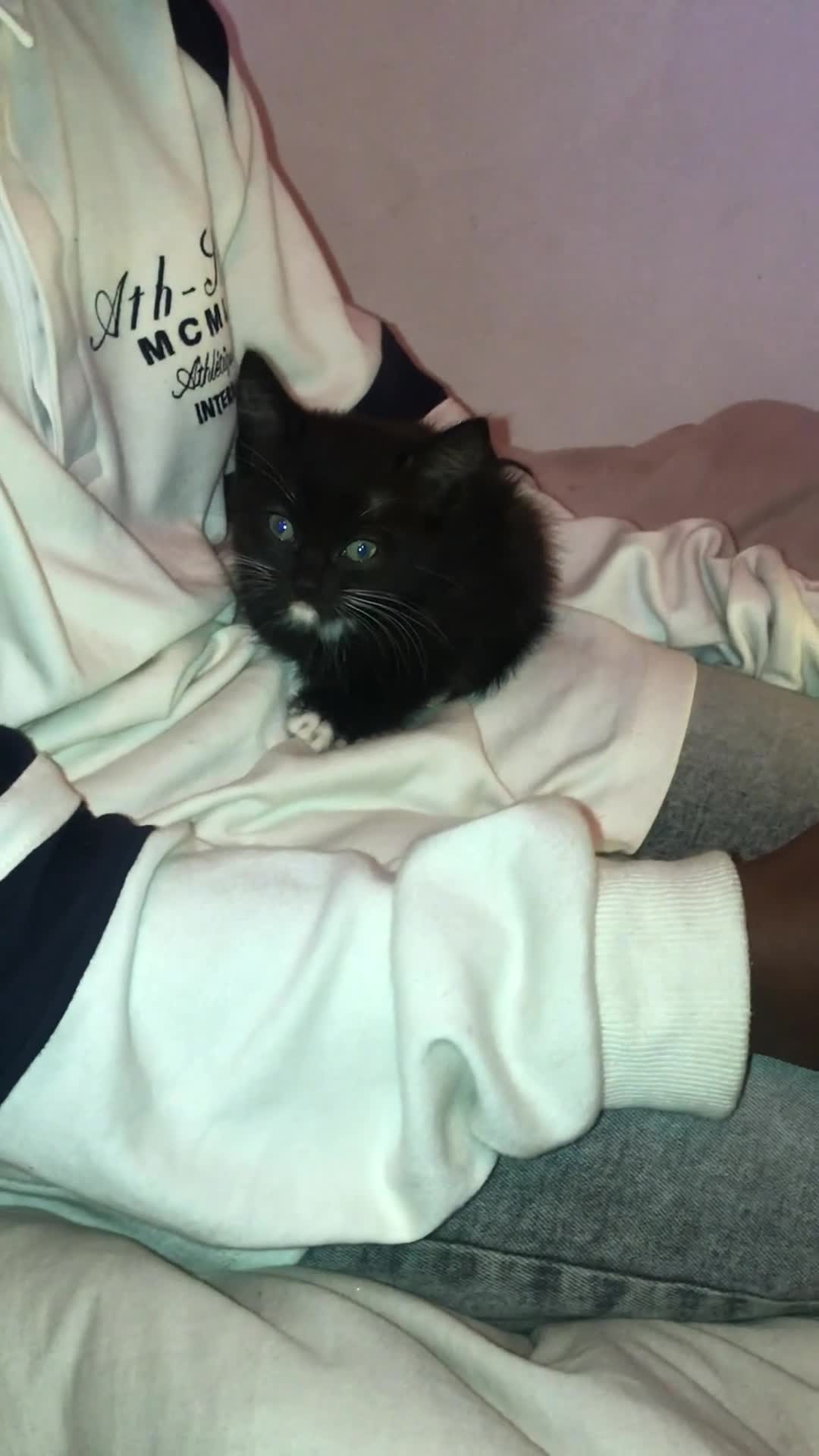 Mixed Breed cats for sale: Playful kittens looking for a new home - Video 2