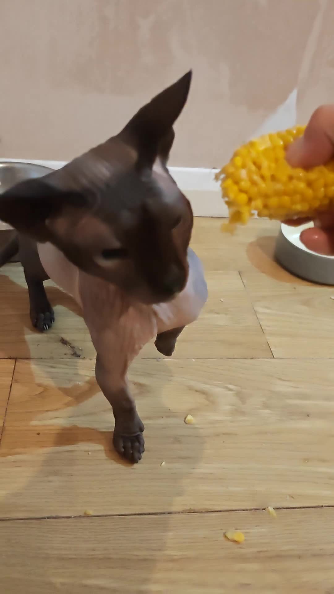 Sphynx cats for sale: Sphynx Bambino for sale with blue eyes  - Video 1