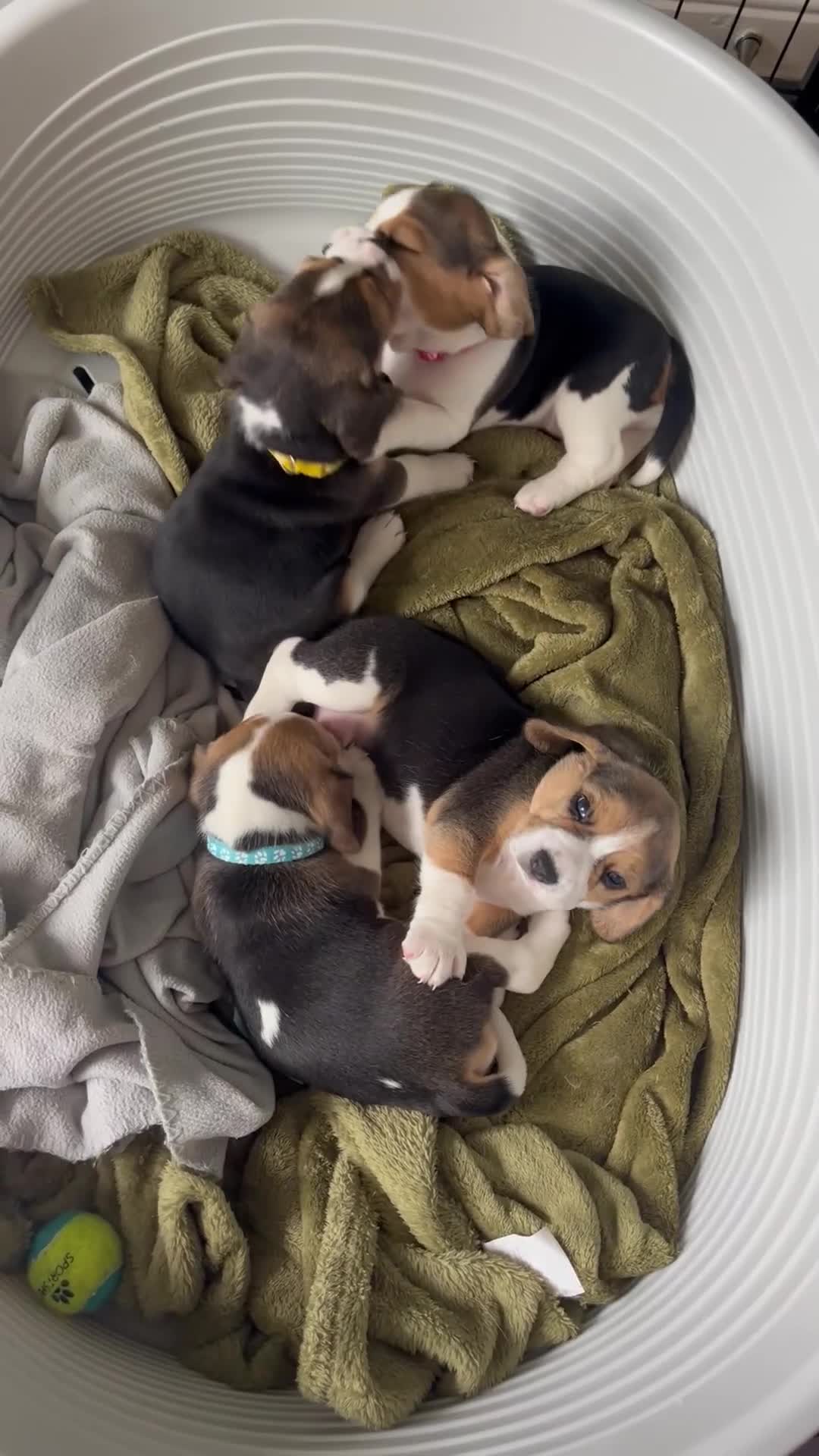 Beagle dogs for sale: 2 Beagle Girl Pups left -(KC Reg), Champ Bloodline - Video 1