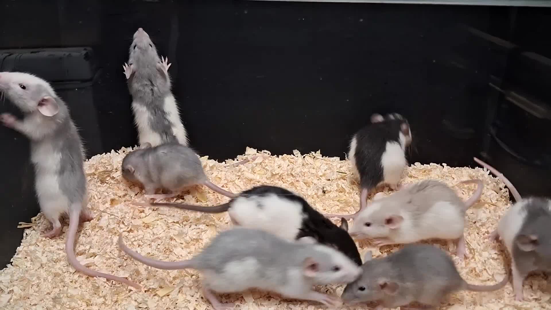 Rat rodents for sale: Baby Dumbo Eared Rat's Males and Females  - Video 2