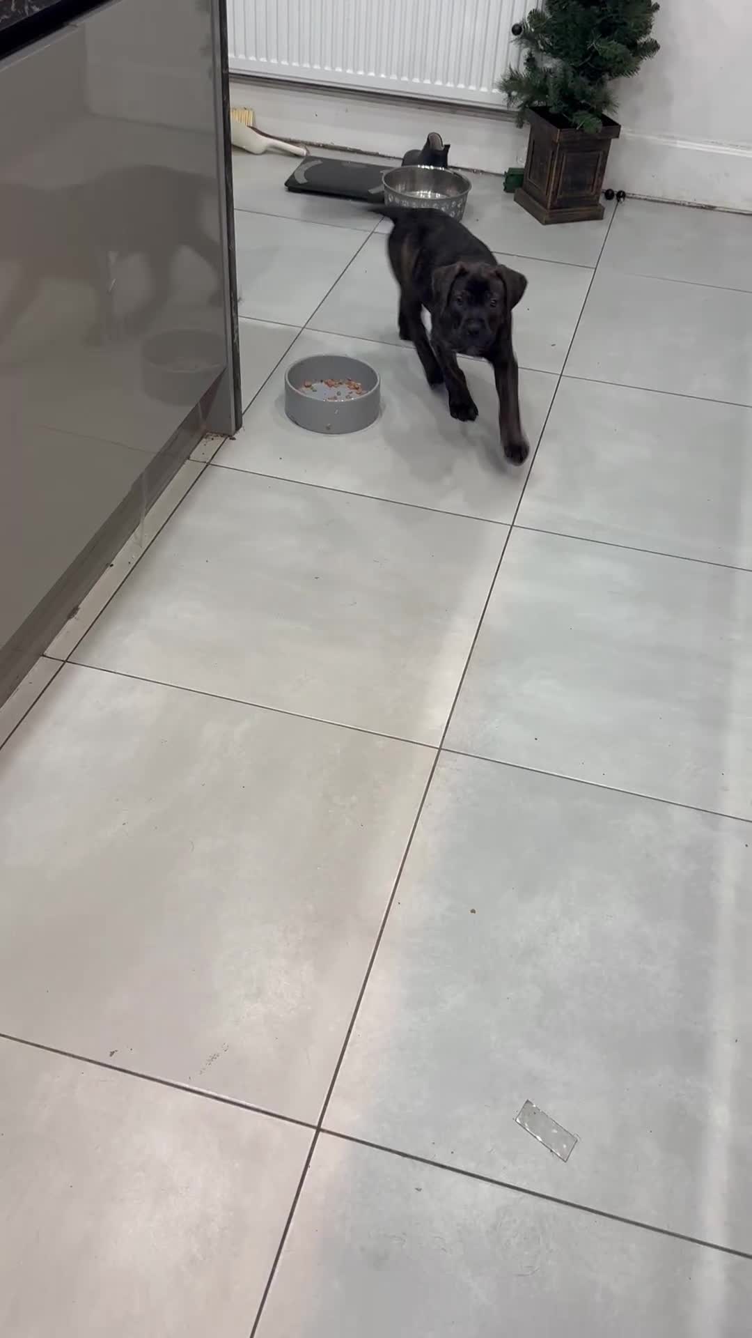 Mixed Breed dogs for sale: 4 month old American Staff x Bullmastiff - Video 1