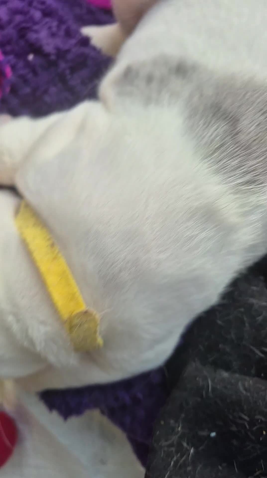 Olde English Bulldogge dogs for sale: Stunning litter of Olde English Bulldogge puppies  - Video 2