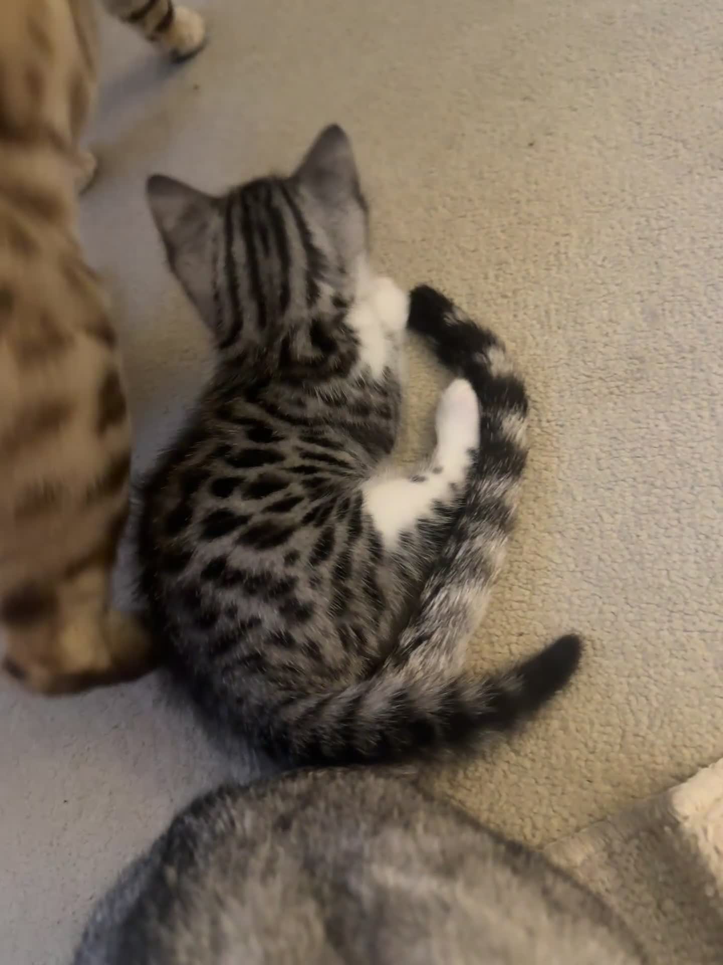 Bengal cats for sale: Bengal X Male  - Video 1