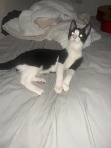Mixed Breed cats for sale: cute little cat - Video 1