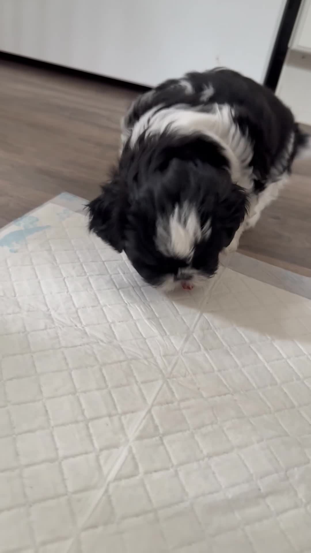 Shih Tzu dogs for sale: 3 beautiful Shih Tzu pups  - Video 3