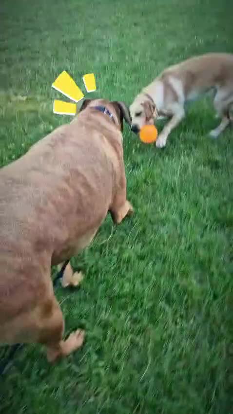 Dobermann dogs for sale: Bruce - Video 1