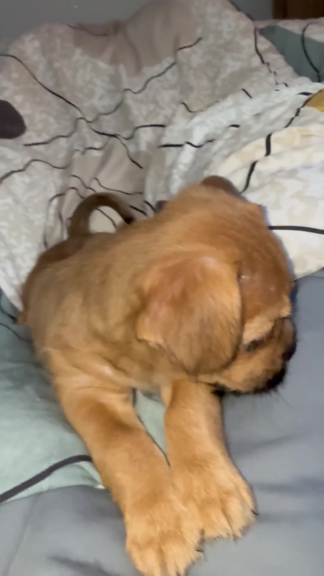 Mixed Breed dogs for sale: Teddy in Enfield - Video 2