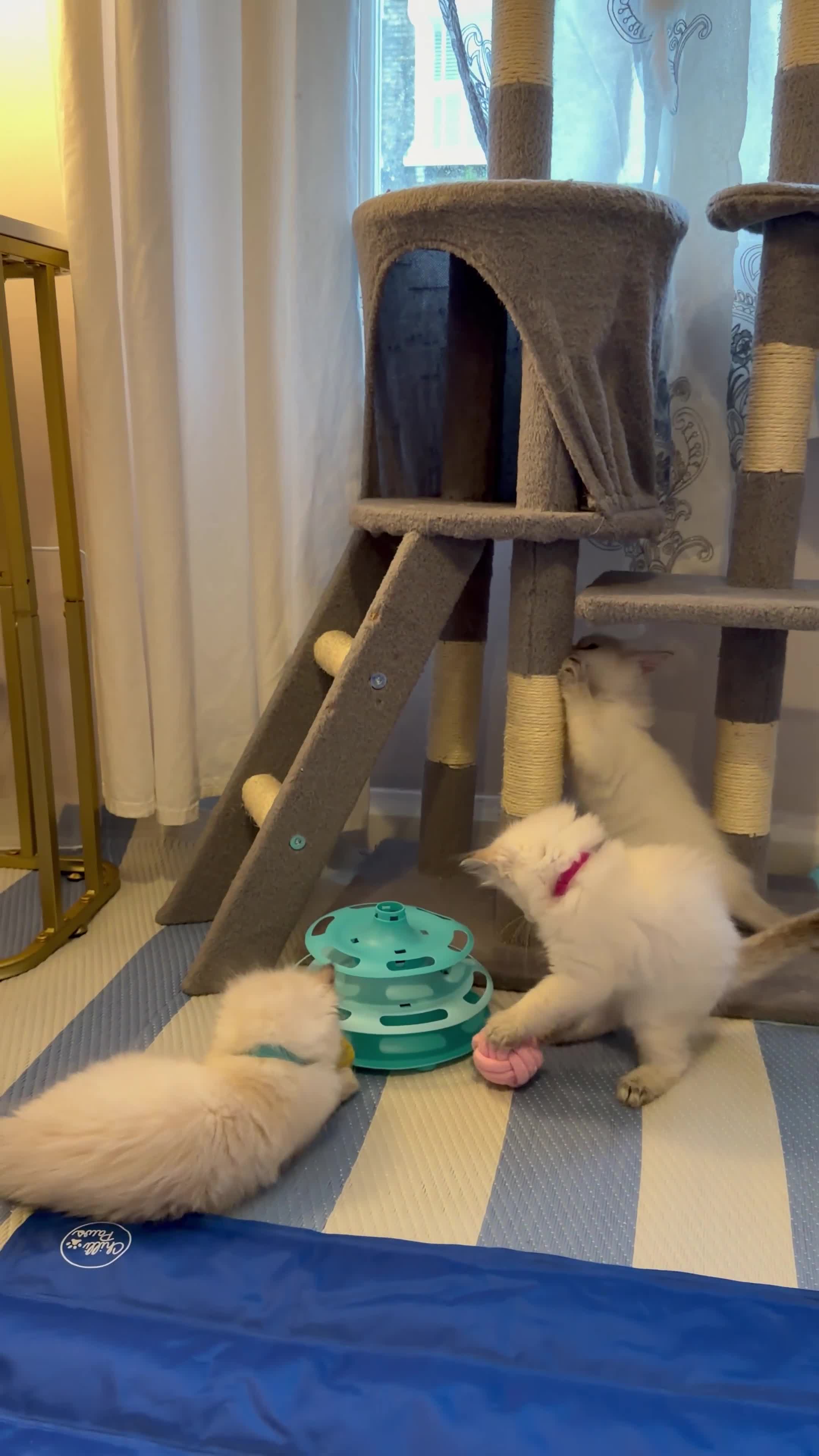 Ragdoll cats for sale: ✨Ragdoll Kittens for Sale - Video 1