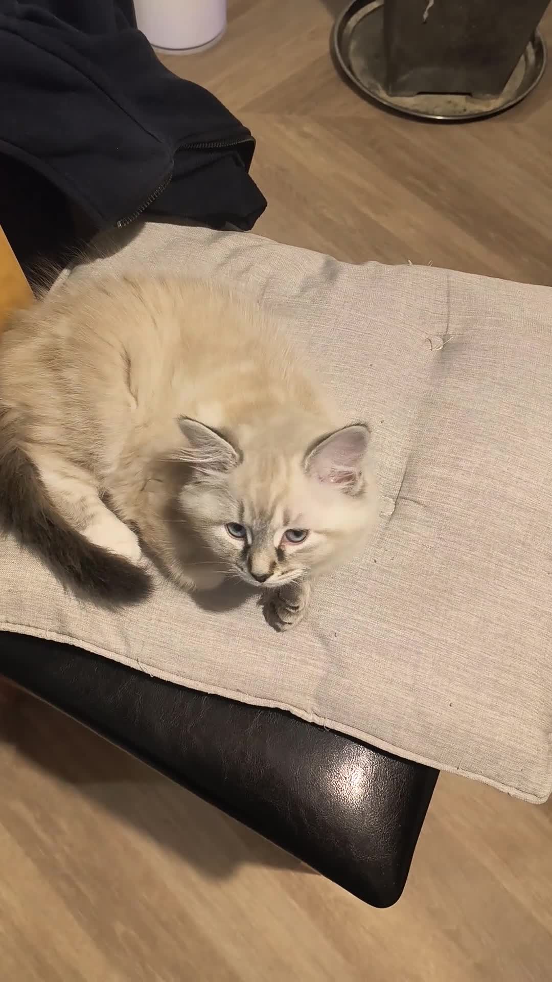 Domestic Shorthair cats for sale: Domestic Kittens - Video 2