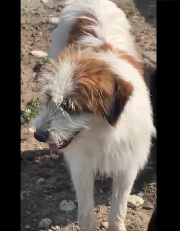 Mixed Breed dogs for adoption: 💝 YOUNG, SMALL AND CUTE ROBERT 🐾🐾NEEDS A FAMILY - Video 2