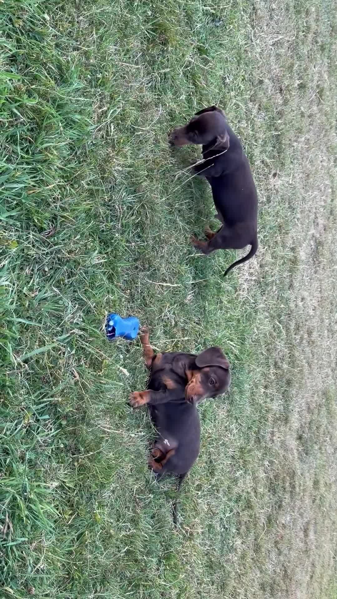Miniature Dachshund dogs for sale: Gorgeous KC registered Miniature Dachshunds   - Video 1