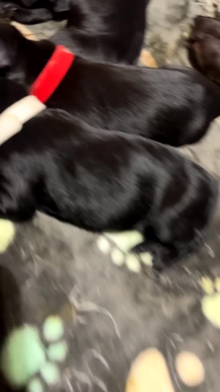 Labrador Retriever dogs for sale: Labrador puppies  - Video 1