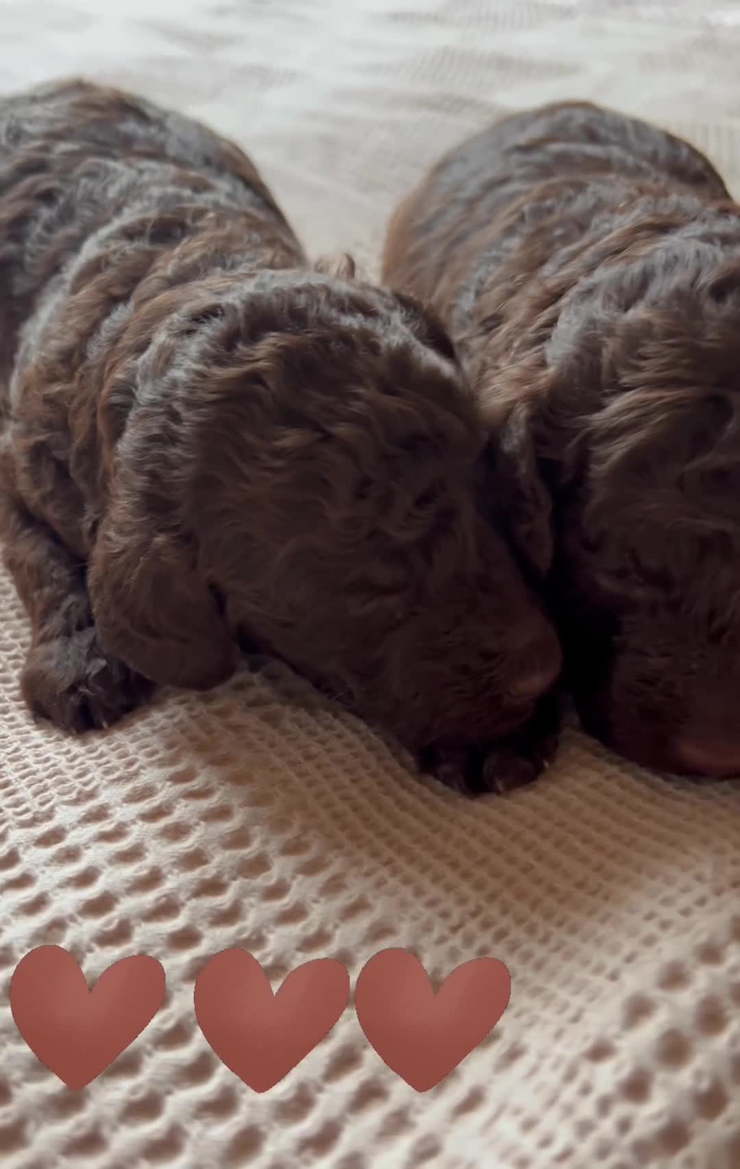 Miniature Poodle dogs for sale: 🤎 BEAUTIFUL CHOCOLATE MINIATURE POODLE BOYS 🤎 - Video 2