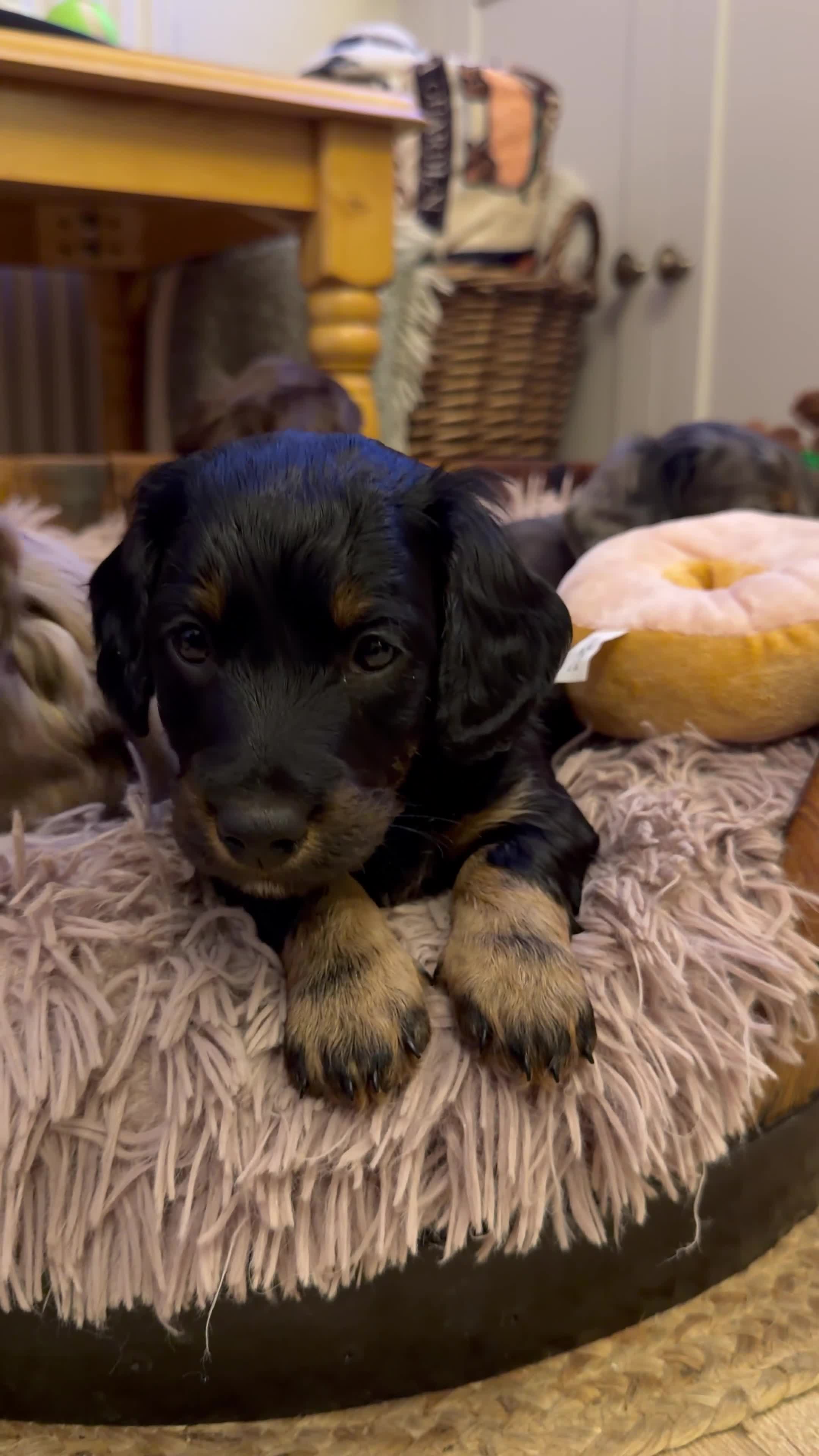 Dachshund dogs for stud: Standard Silver Dapple Long Haired Dachshund Stud in Bishop Auckland - Video 1