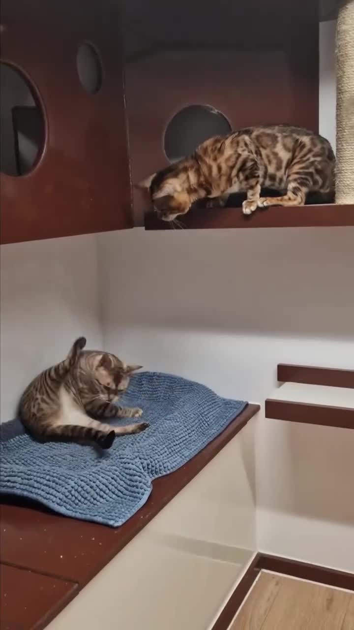 Bengal cats for stud: Bengal cat for stud, Calvin. in Peterborough - Video 3