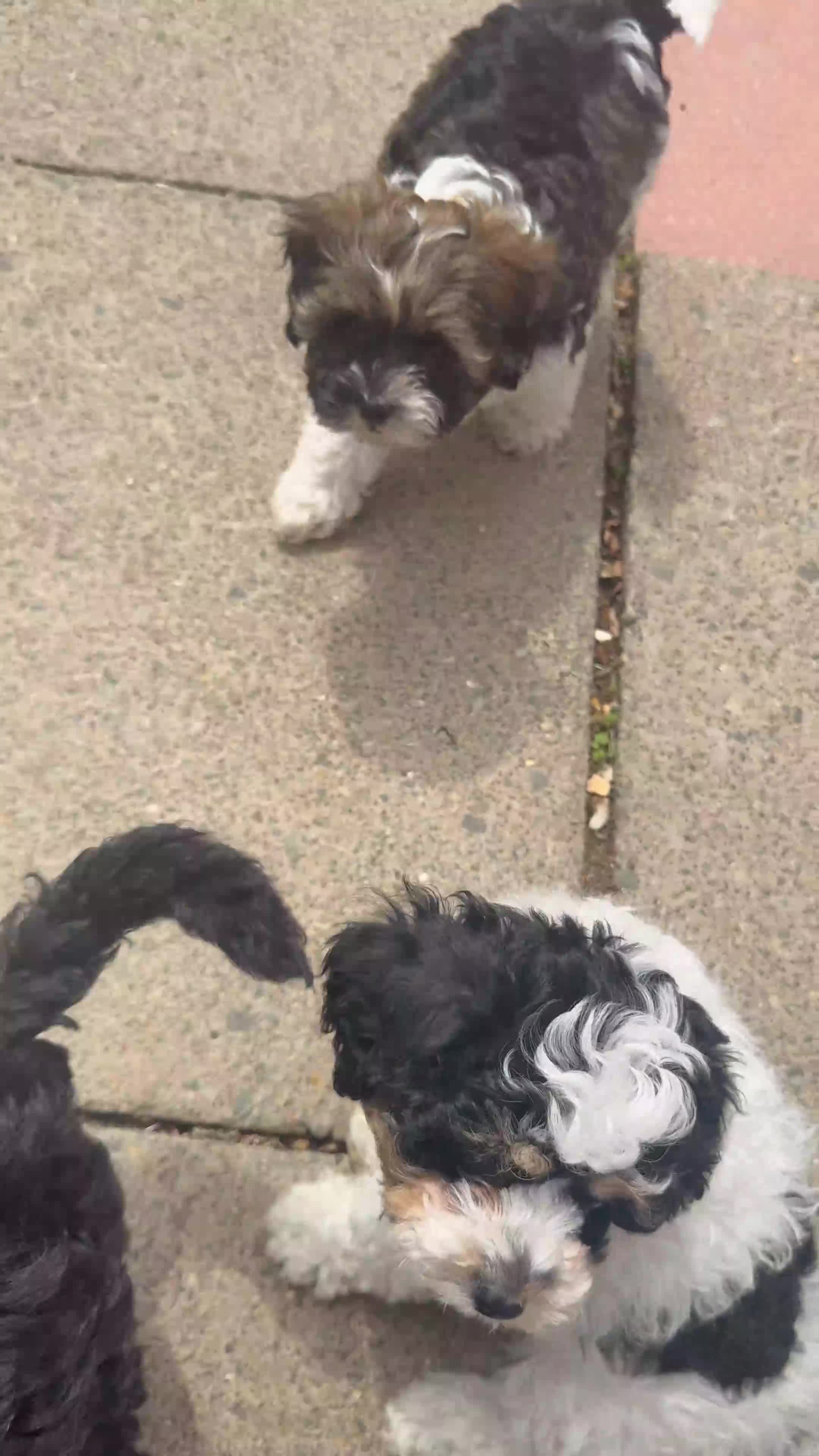 Cavapoo dogs for sale: F1B Cavapoo Puppies for Sale 🐶 3 Boys Left!!  - Video 1