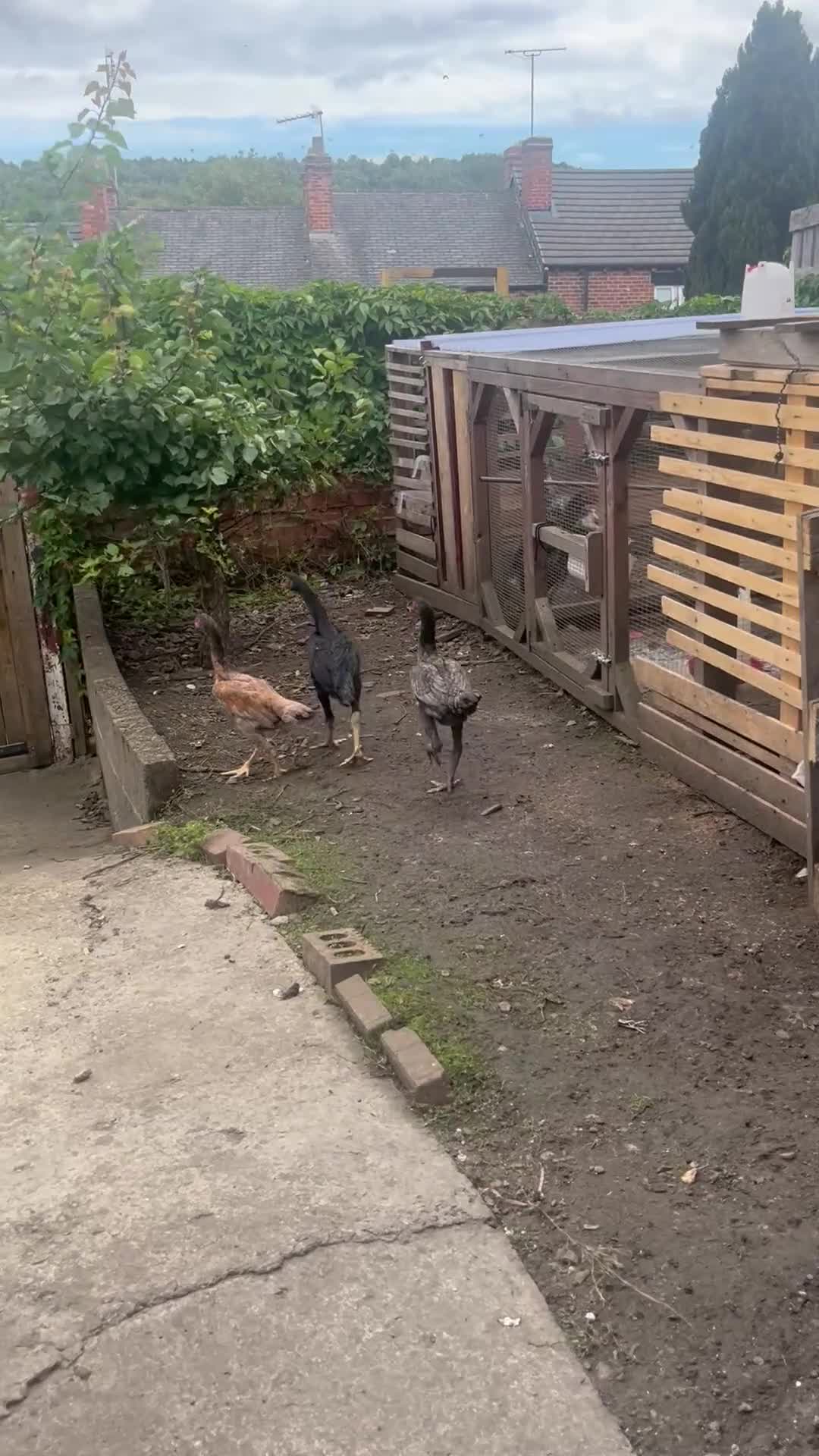 Chickens poultry for sale: Shamo trio - Video 3
