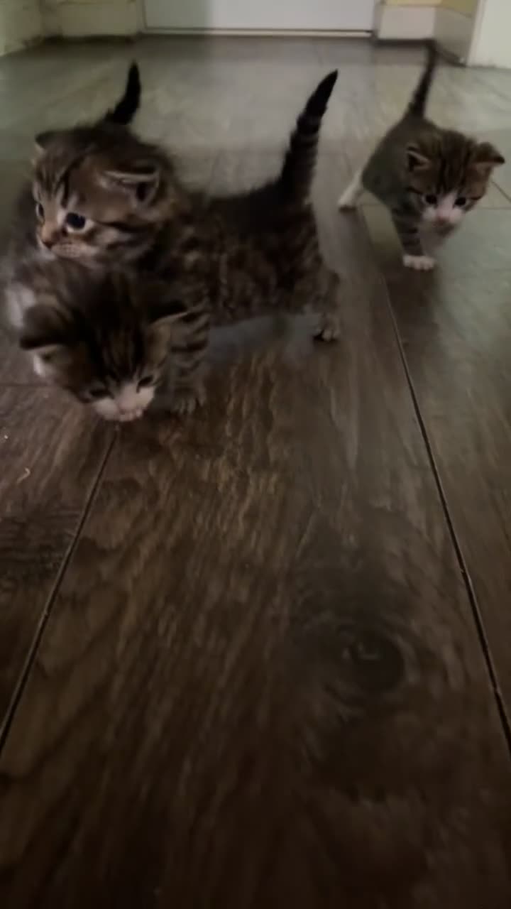 Domestic Shorthair cats for sale: Beautiful tabby’s looking for a forever home - Video 2