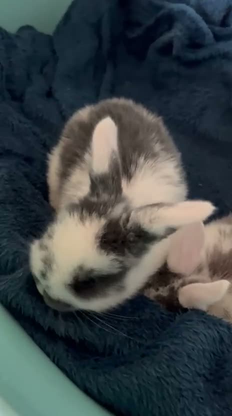 Mini Lop rabbits for sale: Mini lop bunnies for sale - Video 1