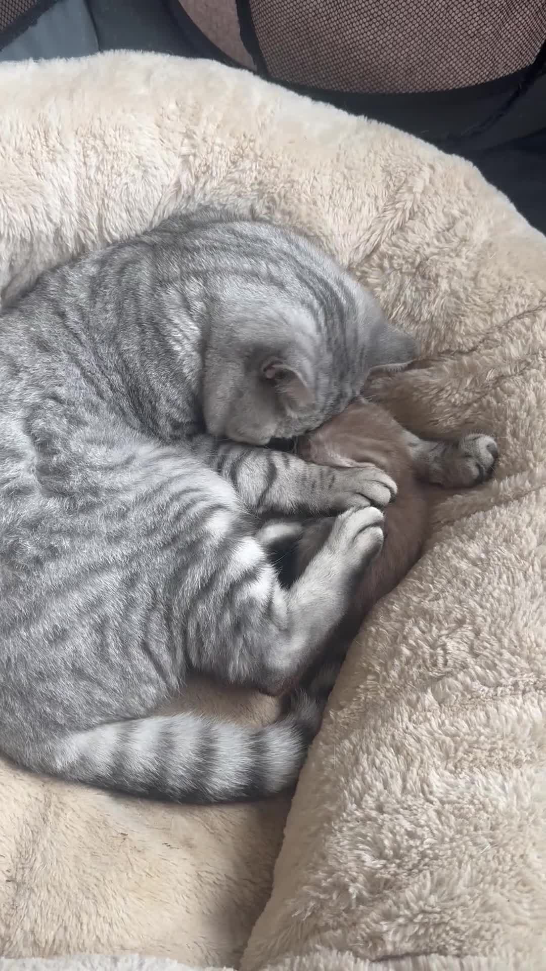British Shorthair cats for sale: British Shorthair silver tabby and ginger - Video 1