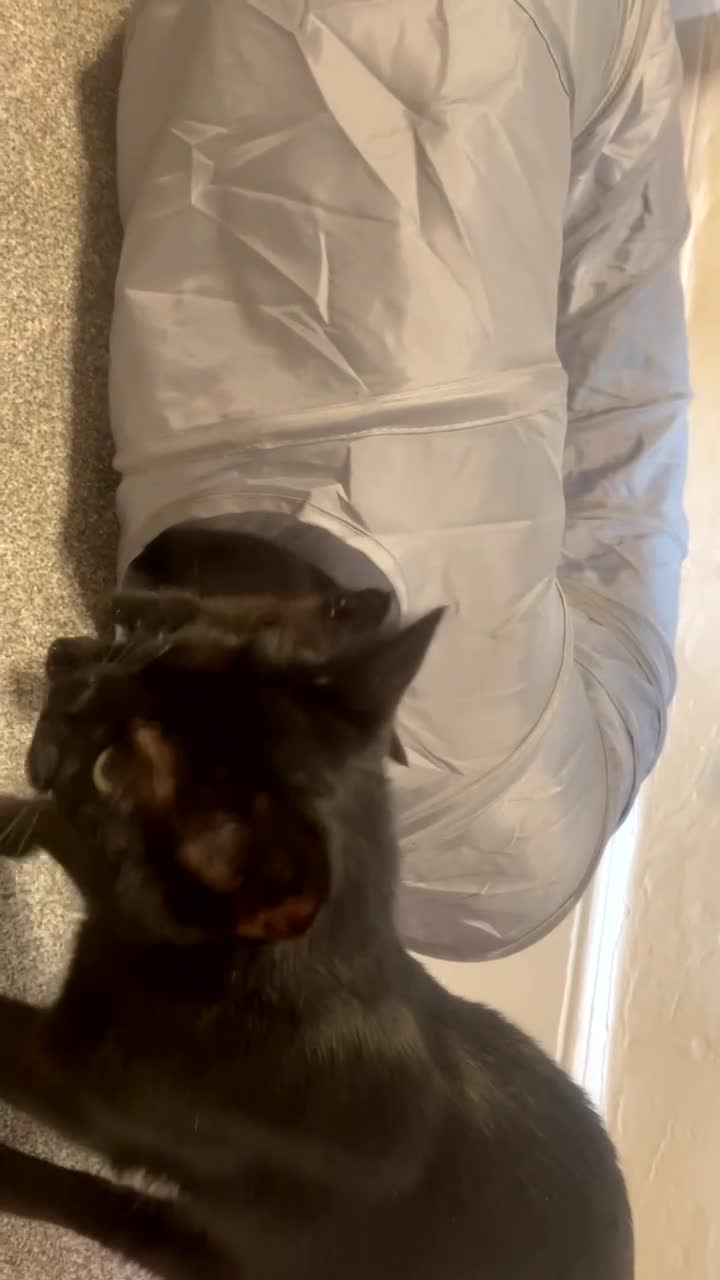 Mixed Breed cats for sale: 4 beautiful black kittens for sale!!! - Video 5