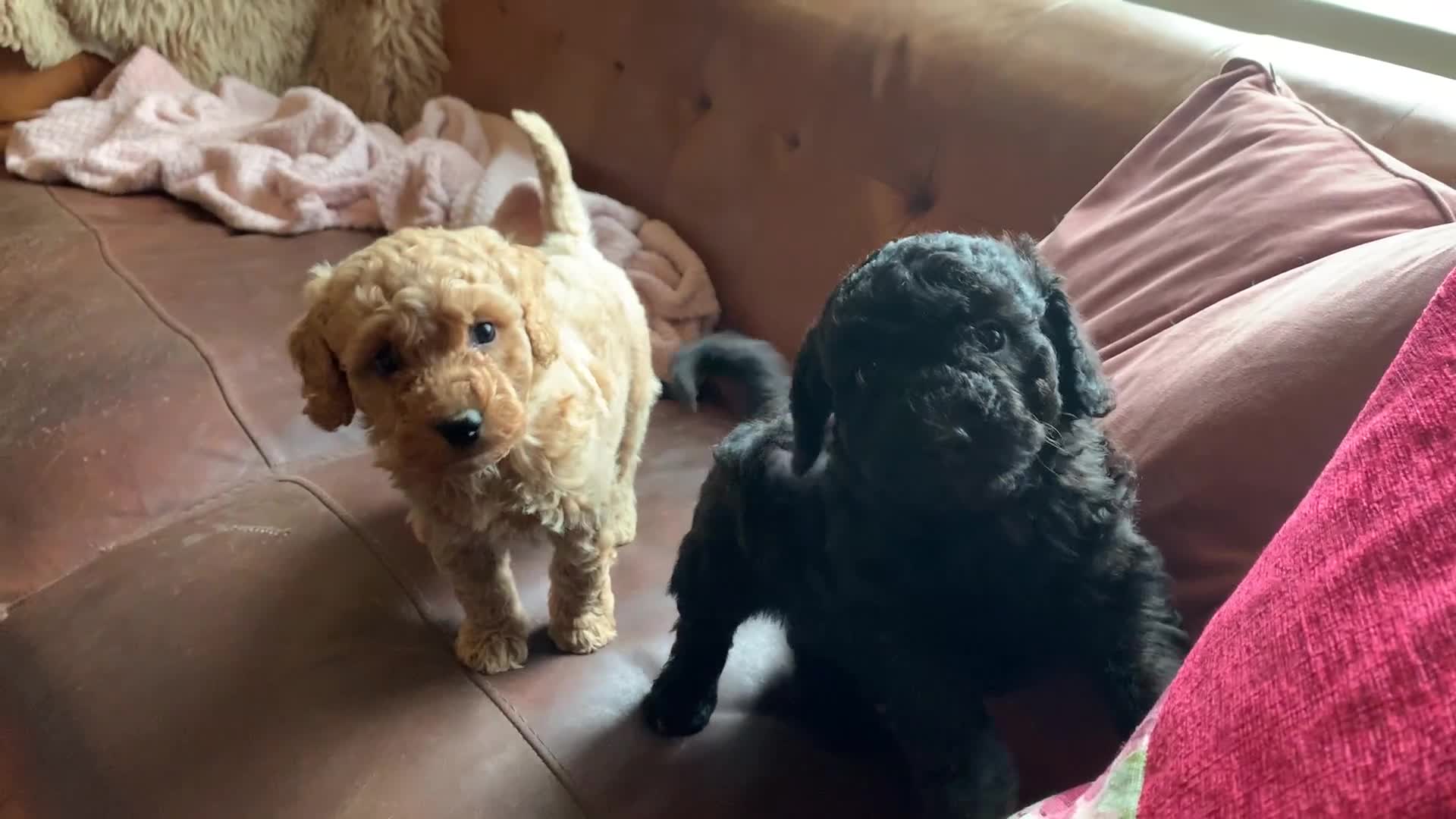 Cockapoo dogs for sale: Cute as Buttons! Cockapoo Puppies for Sale - Video 1