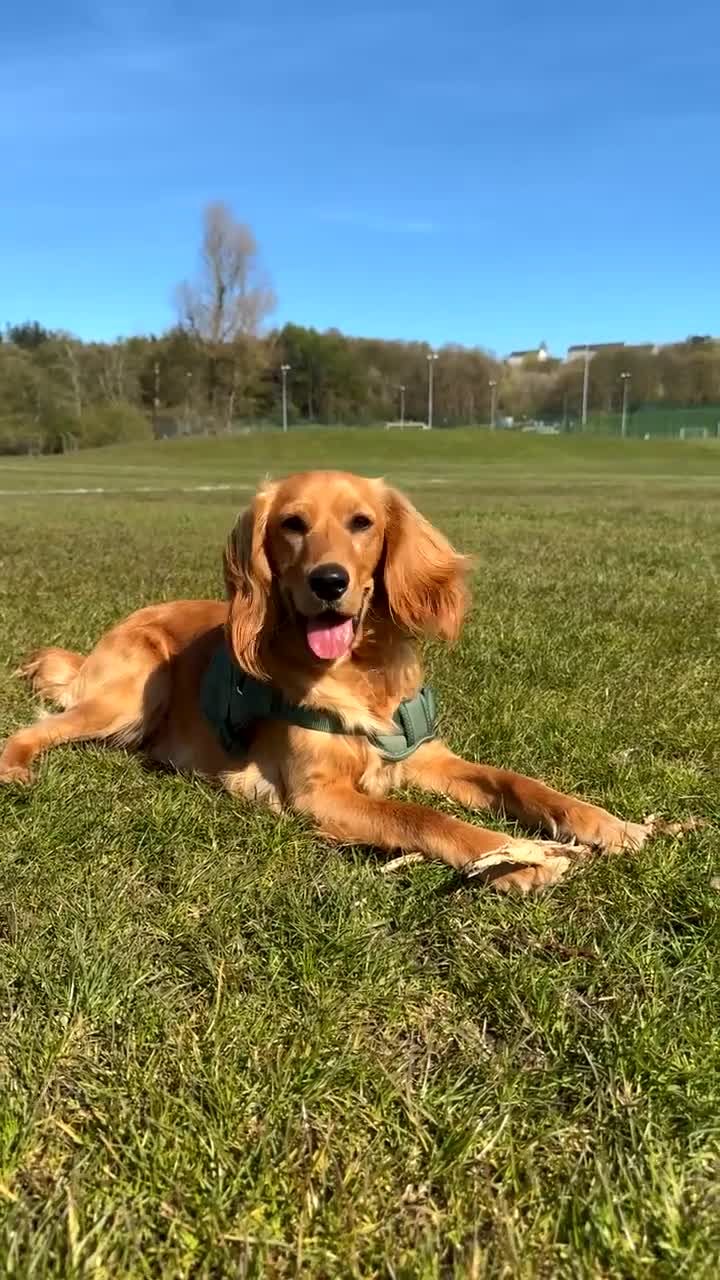 Mixed Breed dogs for sale: Young Cocker Mix needs experienced & calm home - Video 2